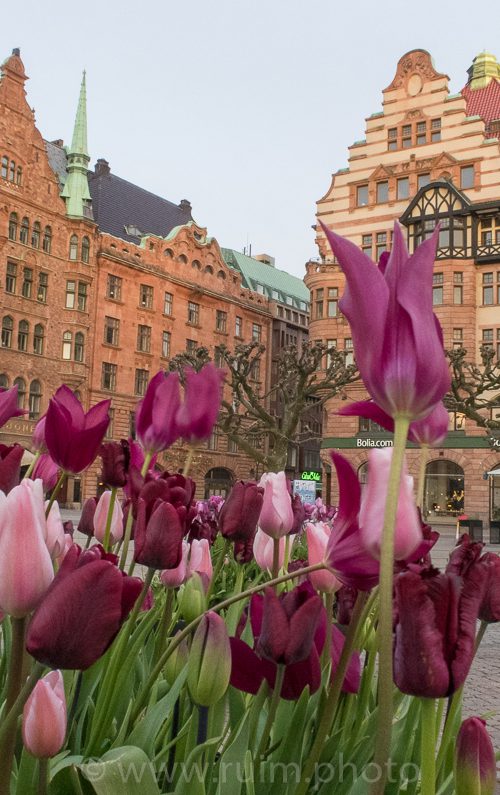 Tulips and more tulips at Malmö city center